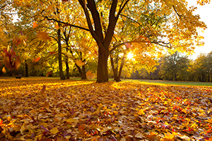 <br />
<b>Notice</b>: Undefined variable: alt in <b>/www/htdocs/w01930e9/kgs-gesund.de/templates/yoo_nano3/warp/systems/joomla/layouts/article.php</b> on line <b>47</b><br />